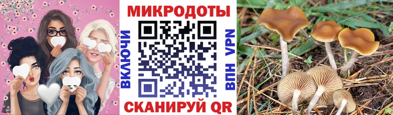 Псилоцибиновые грибы Psilocybe  Александров 